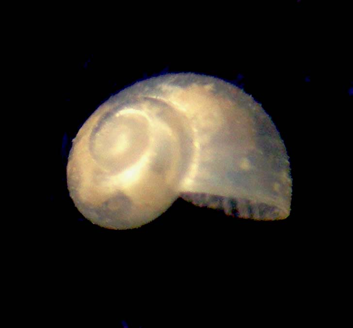 Cirsonella romettensis juv.